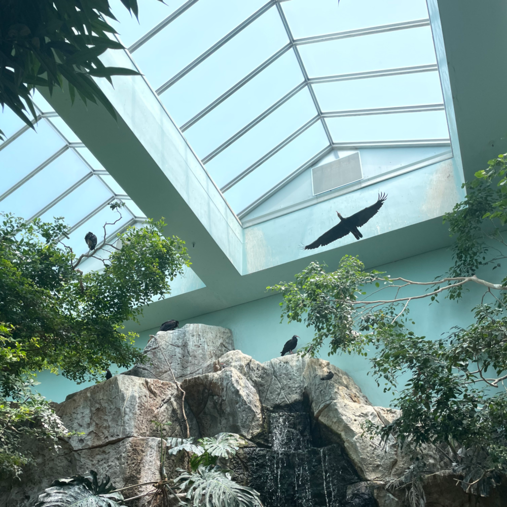 A Waldrapp ibis flying in an aviary with a large sunroof. Other ibises sit nearby on rocks atop a waterfall, or are perched on a tree.